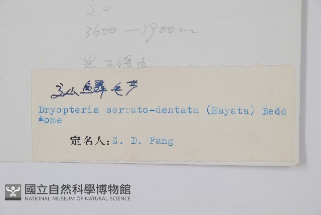 鋸齒葉鱗毛蕨藏品圖，第2張