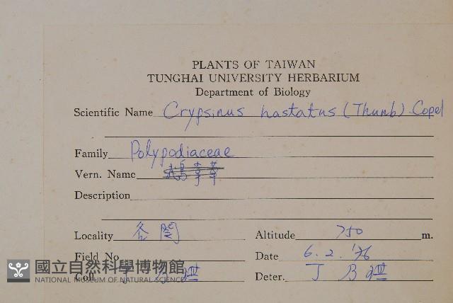 三葉茀蕨藏品圖，第2張