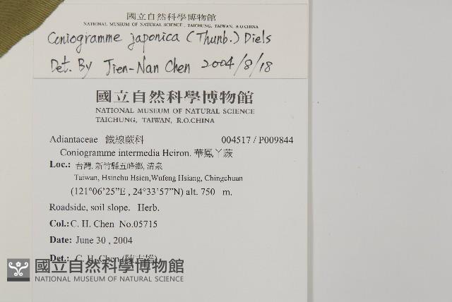 日本鳳丫蕨藏品圖，第5張