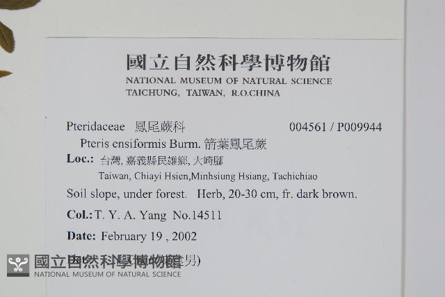 箭葉鳳尾蕨藏品圖，第2張