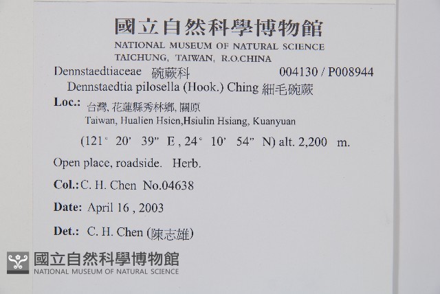 細毛碗蕨藏品圖，第2張