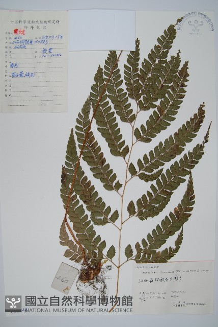 斜方複葉耳蕨藏品圖，第1張