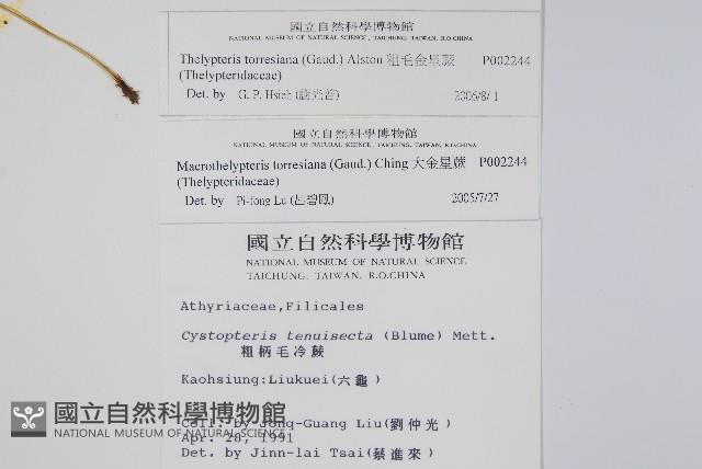 粗毛金星蕨藏品圖，第2張