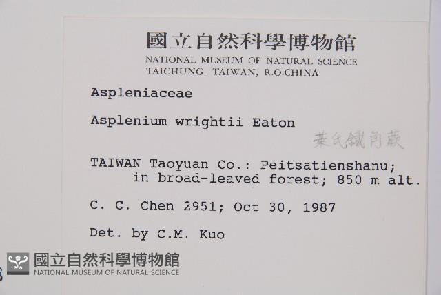 萊氏鐵角蕨藏品圖，第2張