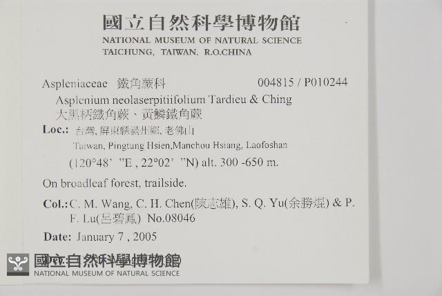 大黑柄鐵角蕨、黃鱗鐵角蕨、大羽鐵角蕨藏品圖，第2張