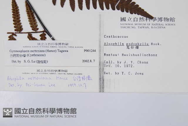 台灣黑桫欏藏品圖，第2張