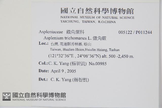鐵角蕨藏品圖，第2張