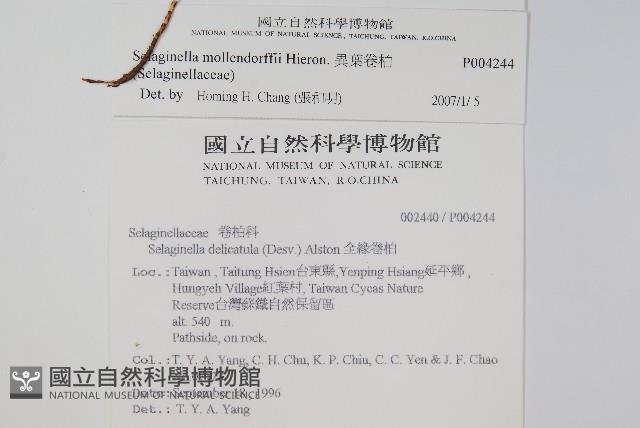 異葉卷柏藏品圖，第2張