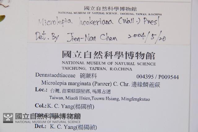 虎克氏鱗蓋蕨藏品圖，第2張