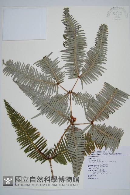 芒萁藏品圖，第1張