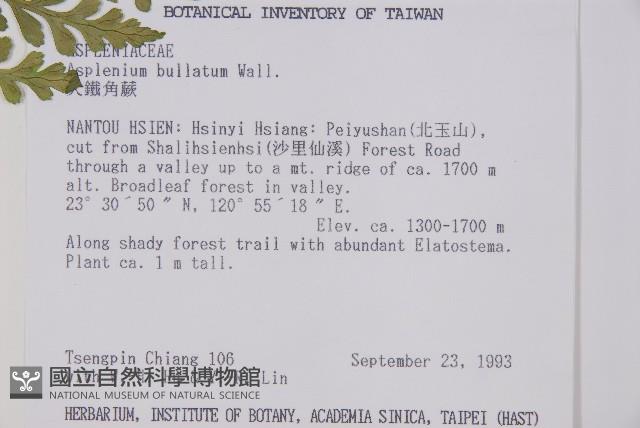 大鐵角蕨藏品圖，第2張