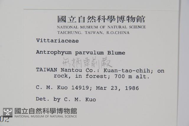 無柄車前蕨、小車前蕨藏品圖，第2張