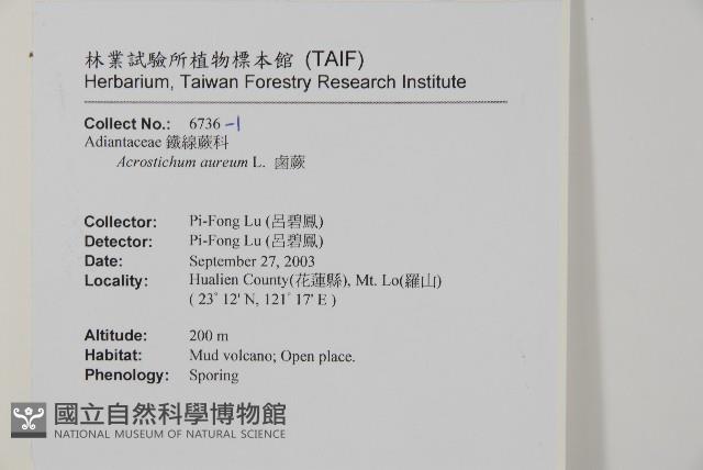 鹵蕨藏品圖，第2張