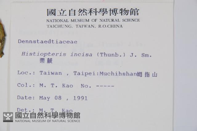 栗蕨藏品圖，第5張