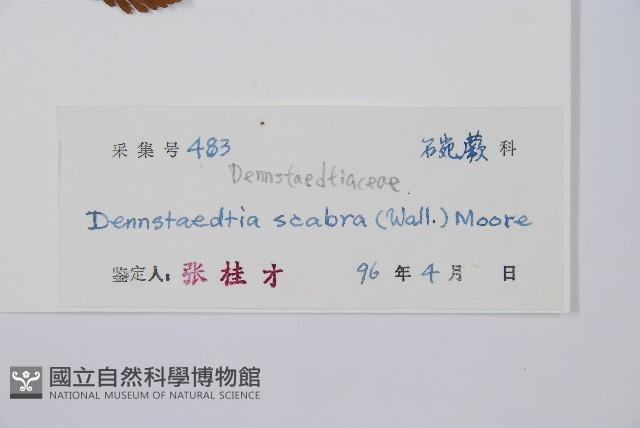 碗蕨藏品圖，第2張