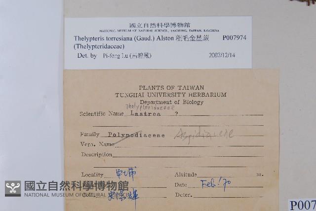 粗毛金星蕨藏品圖，第2張