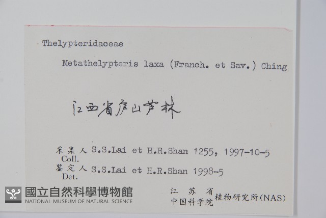 柔葉凸軸蕨藏品圖，第2張