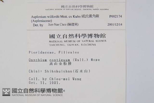 威氏鐵角蕨藏品圖，第2張