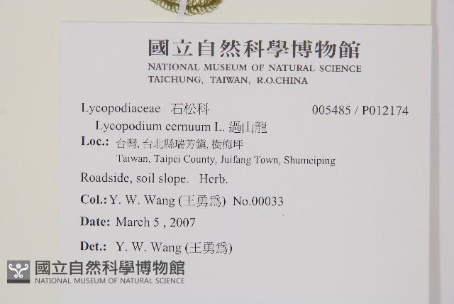 過山龍藏品圖，第2張