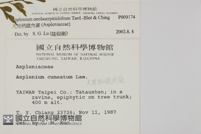 大黑柄鐵角蕨、黃鱗鐵角蕨、大羽鐵角蕨藏品圖，第2張