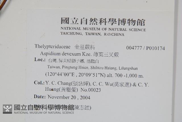 薄葉三叉蕨藏品圖，第2張