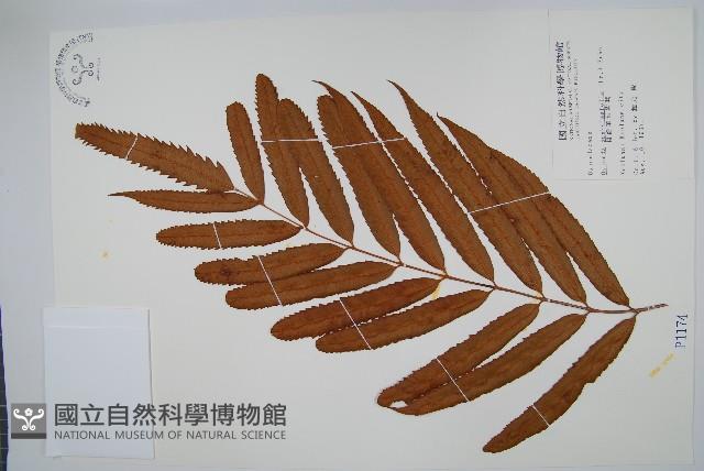 粗齒革葉紫萁藏品圖，第1張