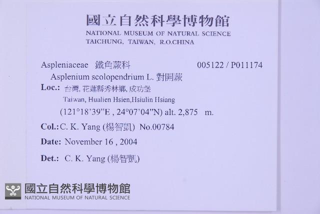 對開蕨藏品圖，第2張