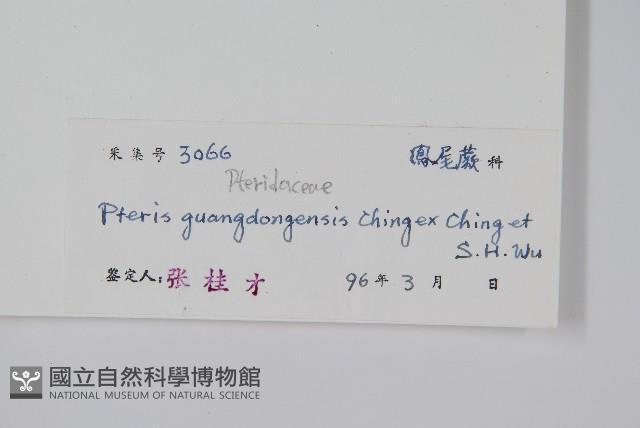 廣東鳳尾蕨藏品圖，第2張