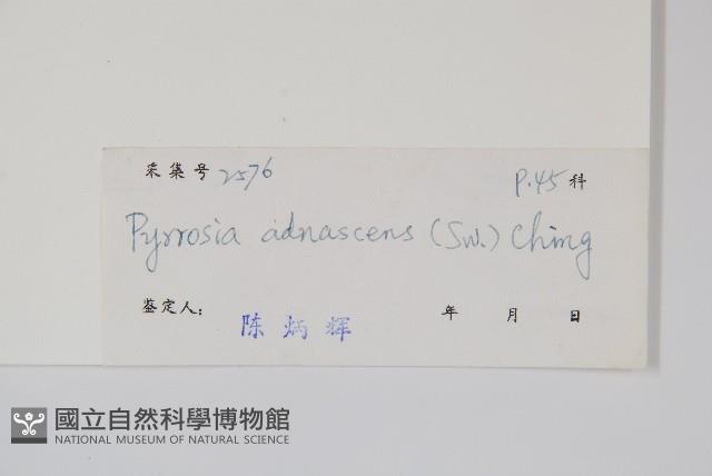 抱樹石葦藏品圖，第2張