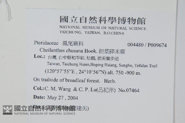 細葉碎米蕨藏品圖，第2張