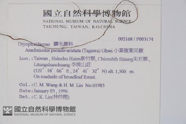 小葉複葉耳蕨藏品圖，第2張