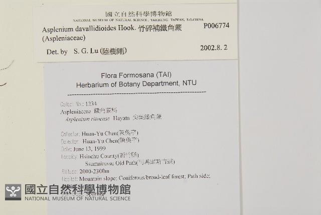 骨碎補鐵角蕨藏品圖，第2張