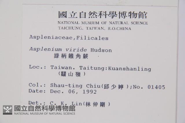 綠柄鐵角蕨藏品圖，第2張