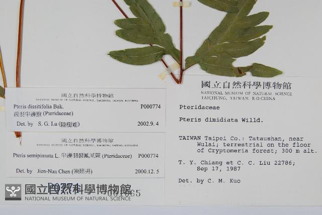 疏羽半邊旗藏品圖，第2張