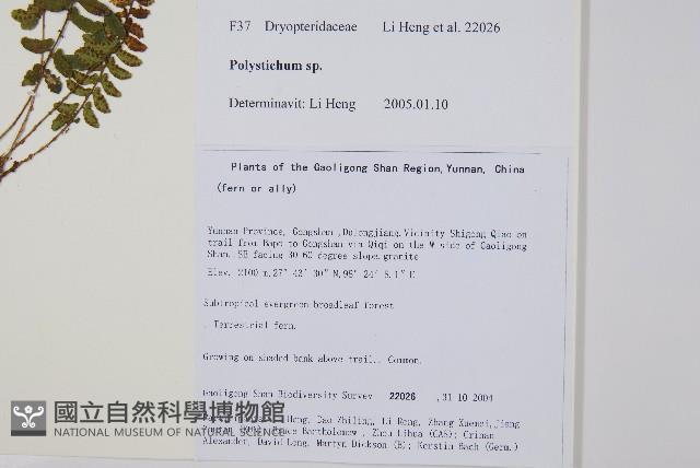 紅苞蹄蓋蕨藏品圖，第2張