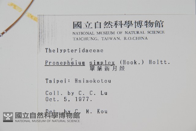 單葉新月蕨藏品圖，第2張