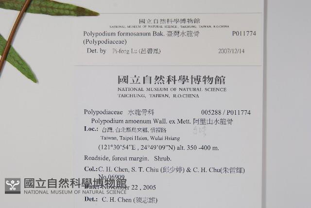 臺灣水龍骨藏品圖，第2張