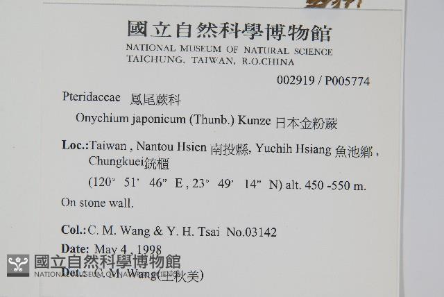 日本金粉蕨藏品圖，第2張