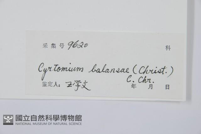 鐮羽貫眾藏品圖，第2張