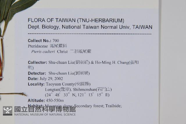 二形鳳尾蕨藏品圖，第2張