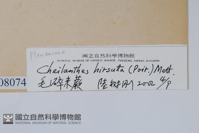 毛碎米蕨藏品圖，第2張