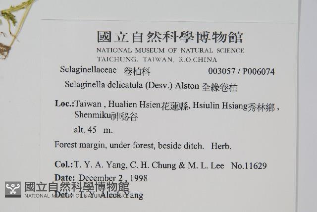 全緣卷柏藏品圖，第2張