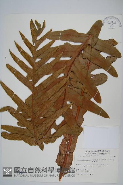 崖薑蕨藏品圖，第1張