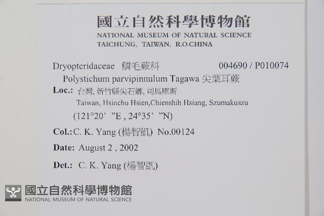 尖葉耳蕨藏品圖，第2張