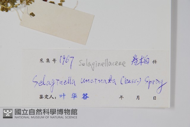 疏葉卷柏藏品圖，第2張