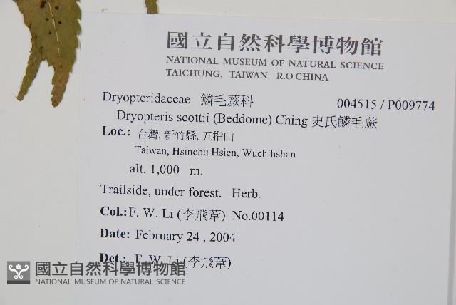 史氏鱗毛蕨藏品圖，第2張