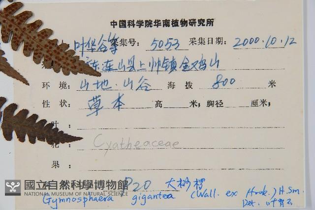 大葉黑桫欏藏品圖，第5張