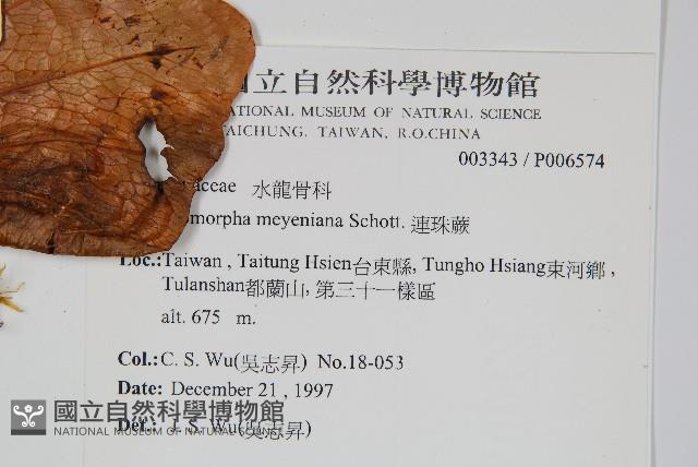 連珠蕨藏品圖，第2張