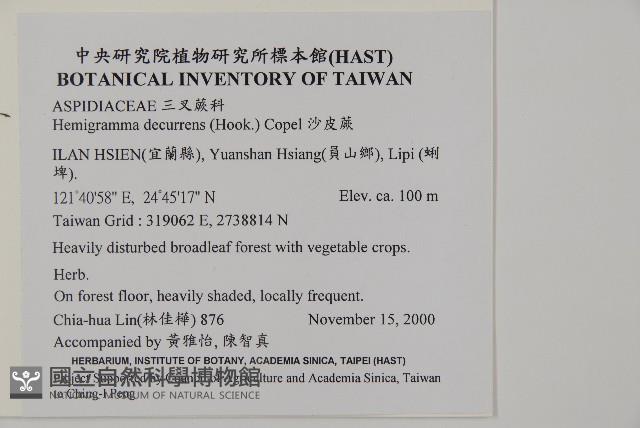 沙皮蕨藏品圖，第2張