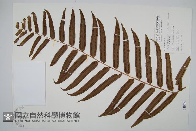 長葉腎蕨藏品圖，第1張